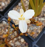 Libertia peregrinans 